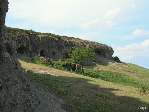 Cugumia Thiesi